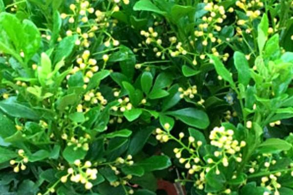 适合北方家庭养殖的花卉，推荐这6种