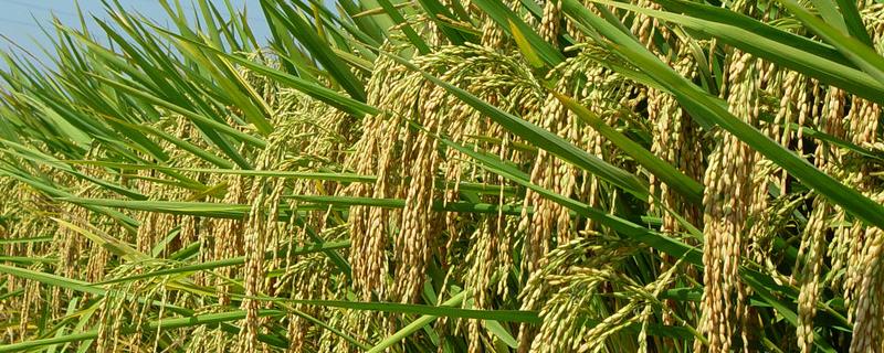 赣航糯1号水稻品种的特性，秧田播种量每亩20-25公斤