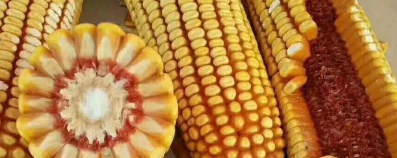 浚单565玉米种子介绍，注意防治瘤黑粉病