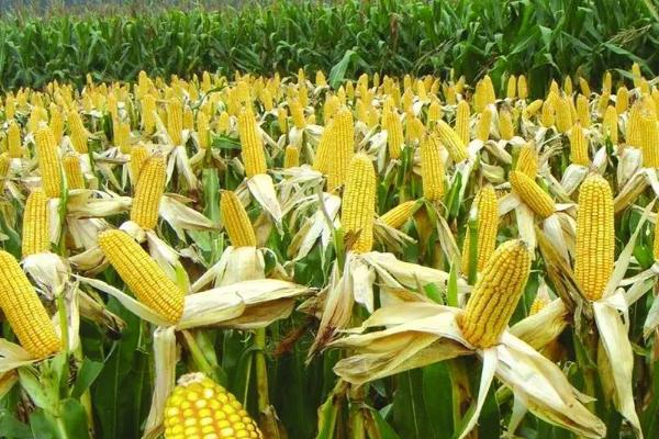 豫单885玉米品种简介，适宜密度5000株/亩