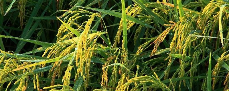 色香优臻占水稻种子简介，大田用种量每亩1.5公斤