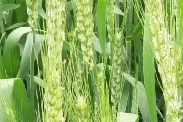 漯麦159小麦种子简介，每亩适宜基本苗18～22万