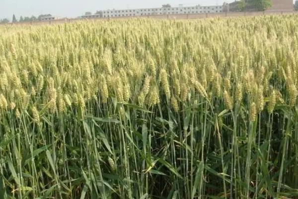 怀川938小麦种子特点，适宜播种期10月中下旬