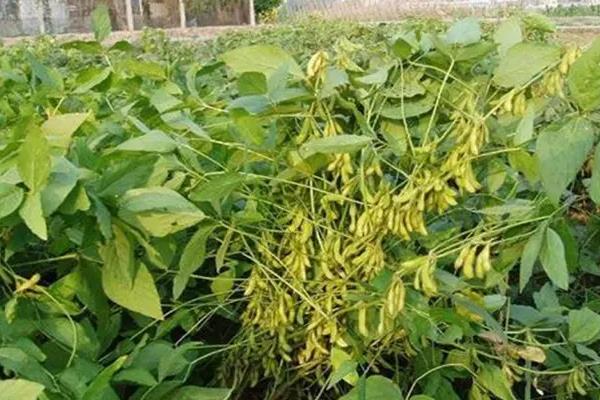 开豆1106大豆种简介，每亩播量4-5kg