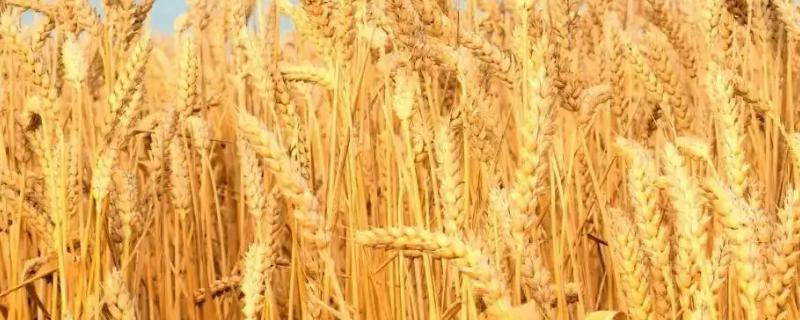 豫农269小麦种子特点，适宜播种期10月上中旬