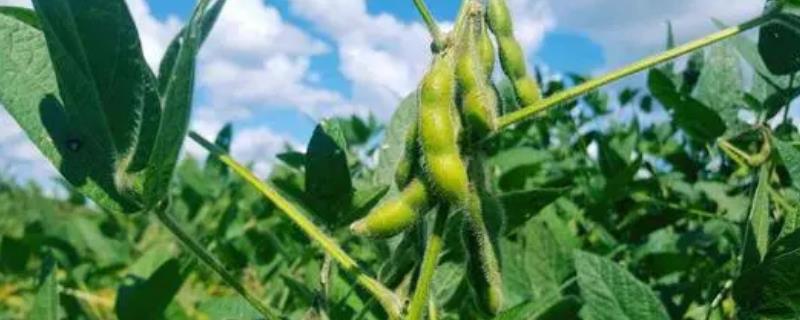 开豆1106大豆种简介，每亩播量4-5kg