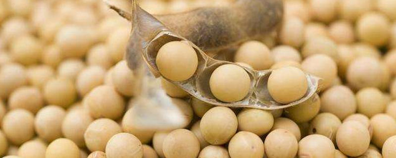 安豆6263大豆种子介绍，生育期平均104天