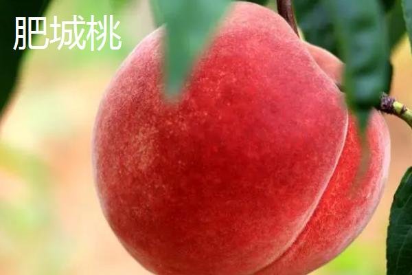 山东省肥城市的特产，肥城桃具有群桃之冠的美誉