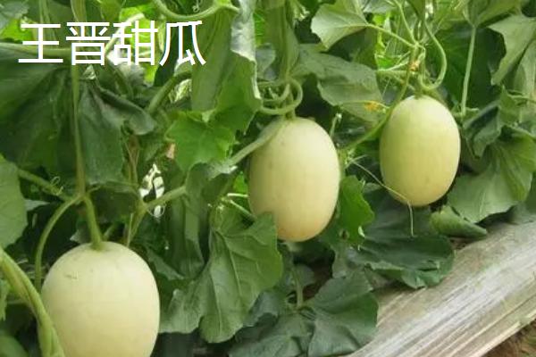 山东省肥城市的特产，肥城桃具有群桃之冠的美誉