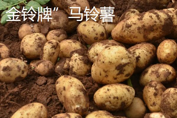 山东省肥城市的特产，肥城桃具有群桃之冠的美誉