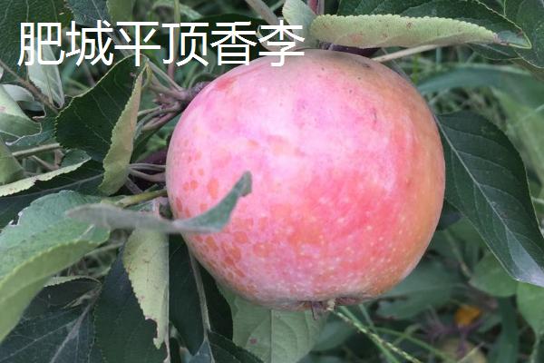 山东省肥城市的特产，肥城桃具有群桃之冠的美誉