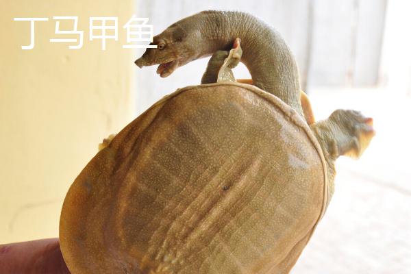 山东省肥城市的特产，肥城桃具有群桃之冠的美誉