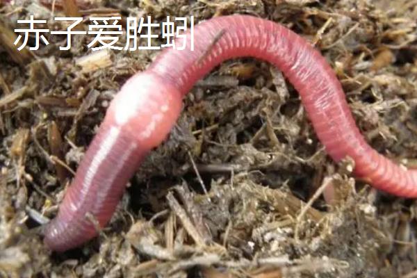 什么是地龙，一般是指蚯蚓