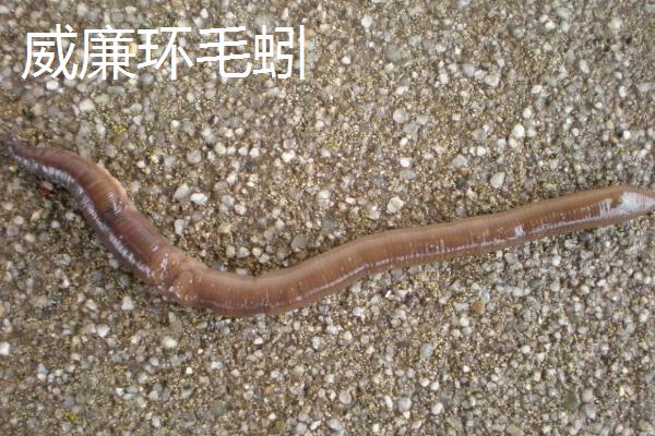 什么是地龙，一般是指蚯蚓