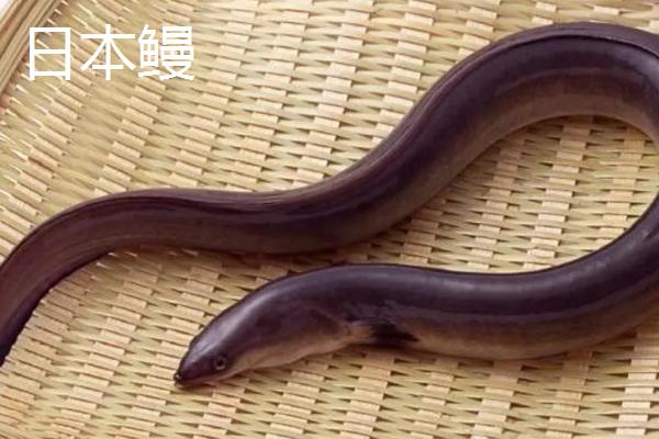 鳗线的产地，主产于江苏、浙江、福建、广东等沿海地区
