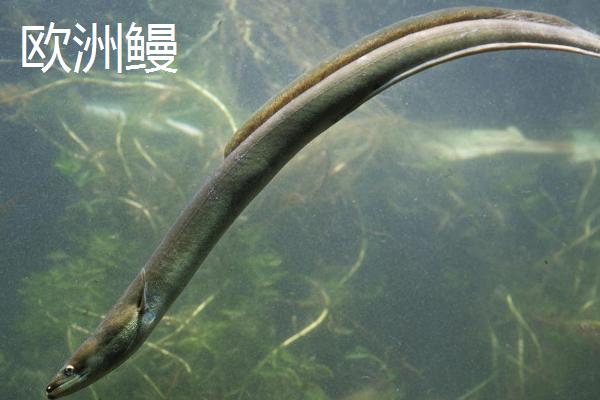 鳗线的产地，主产于江苏、浙江、福建、广东等沿海地区