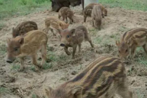 养殖特种野猪怎么管理，每周要对猪舍进行一次彻底消毒