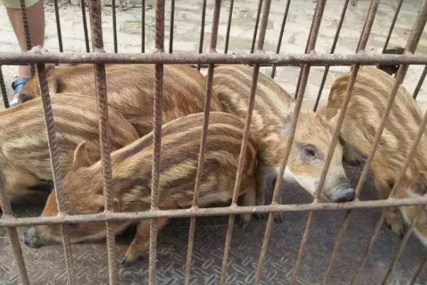养殖特种野猪怎么管理，每周要对猪舍进行一次彻底消毒
