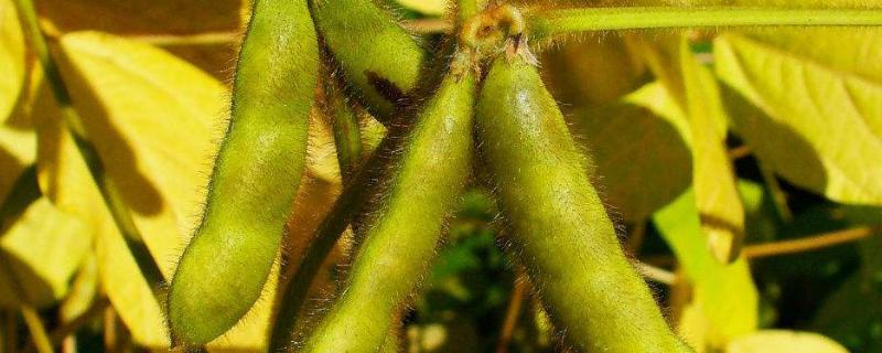 驻豆38大豆种子特征特性，生育期平均106天