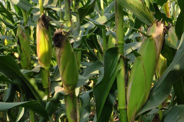 鄂科甜2号玉米种简介，每亩种植密度3000株左右