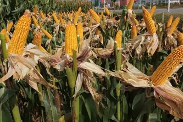 鄂科甜2号玉米种简介，每亩种植密度3000株左右