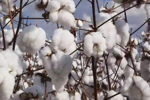 华惠28棉花种简介，4月上中旬播种