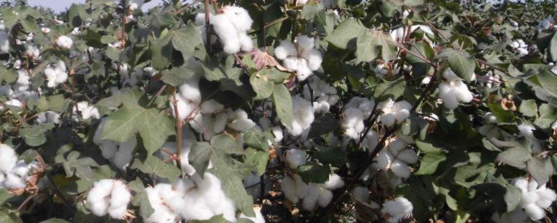 华惠28棉花种简介，4月上中旬播种