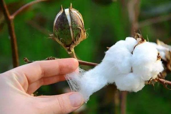冈棉15号棉花种子特征特性，5月下旬至6月上旬播种