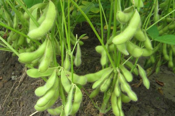 中豆68大豆种子特征特性，3月下旬至4月上旬播种