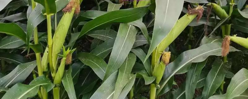 华穗1号玉米种子介绍，中等肥力以上地块栽培