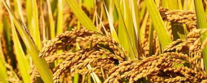 又美优珍香水稻种子介绍，特别注意防治白叶枯病