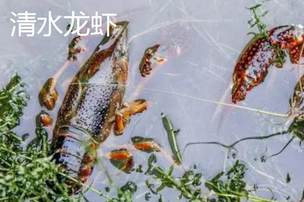 清水龙虾和污水龙虾怎么区分，前者的腹部较干净、后者的腹部有污垢