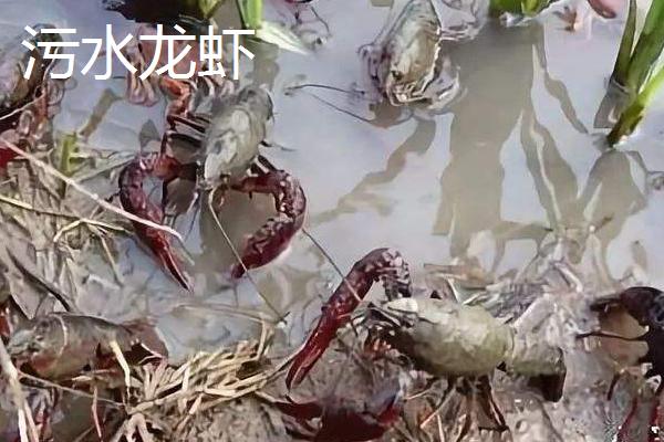 清水龙虾和污水龙虾怎么区分，前者的腹部较干净、后者的腹部有污垢
