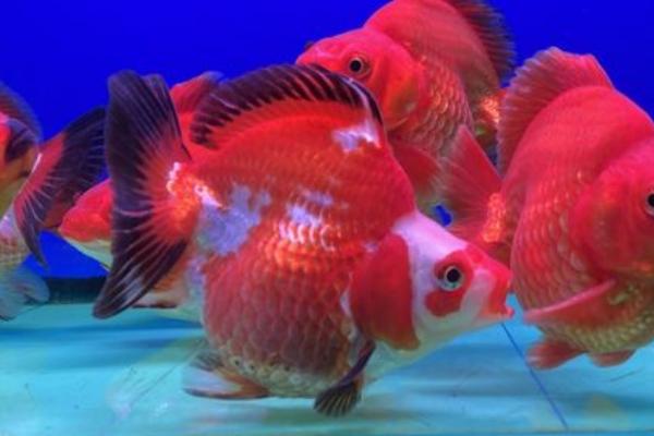 鎏金鱼怎么养，每天需要喂食3-4次