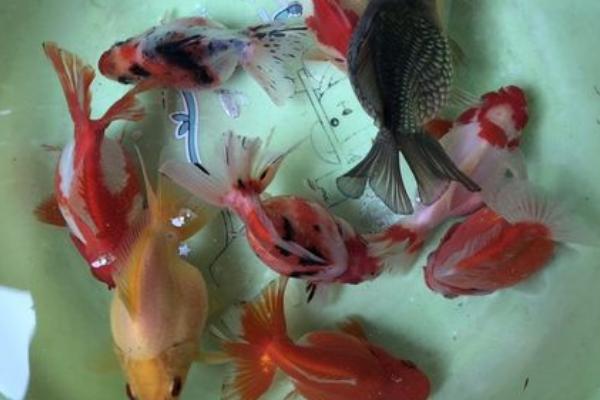 鎏金鱼怎么养，每天需要喂食3-4次