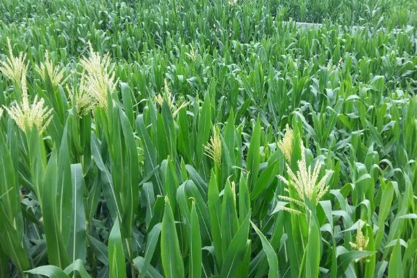 荔川728玉米种子特点，高抗轮枝镰孢茎腐病