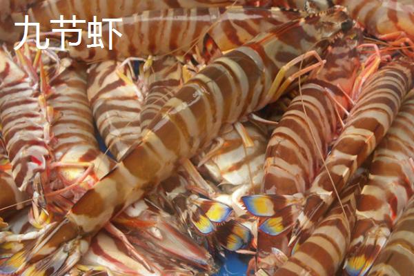 九节虾的价格，各地区的价格差异较大