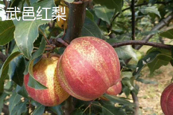 河北衡水武邑县的特产，龙须酥是不少人童年的记忆