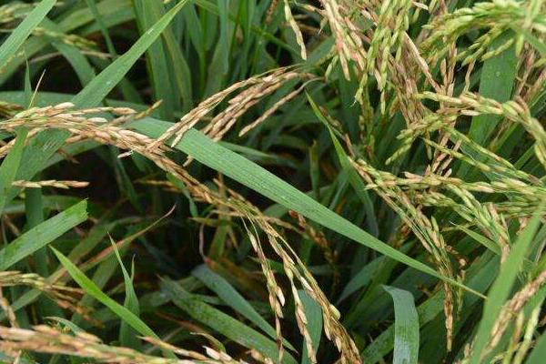 桂香优香占水稻种子特征特性，全生育期123天