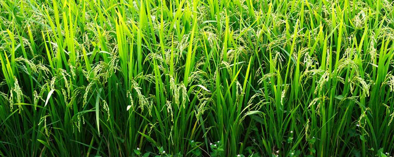 野香优409水稻品种简介，每亩有效穗数20.9万