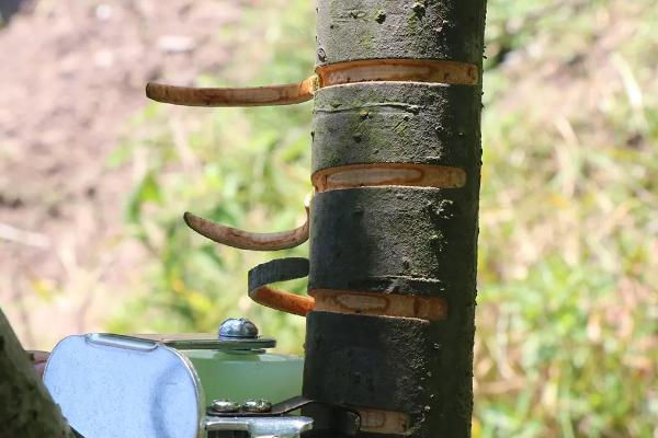 柚子树几年可以挂果，自然生长需要8-10年才能正常挂果