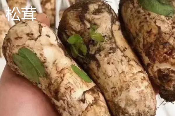 松茸和松露的区别，科属、形态和产地均不同