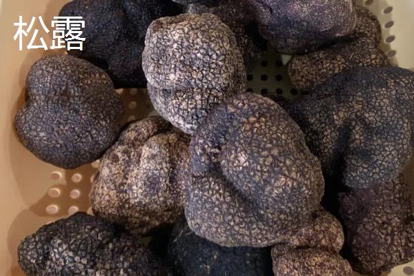 松茸和松露的区别，科属、形态和产地均不同