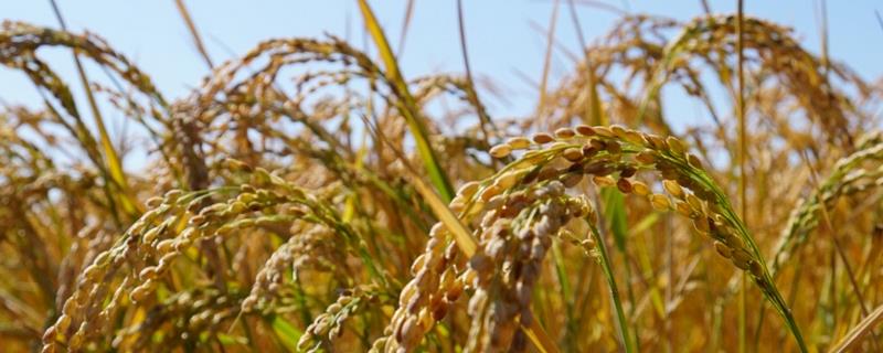 美香优莉针香水稻品种简介，全生育期平均113.3天