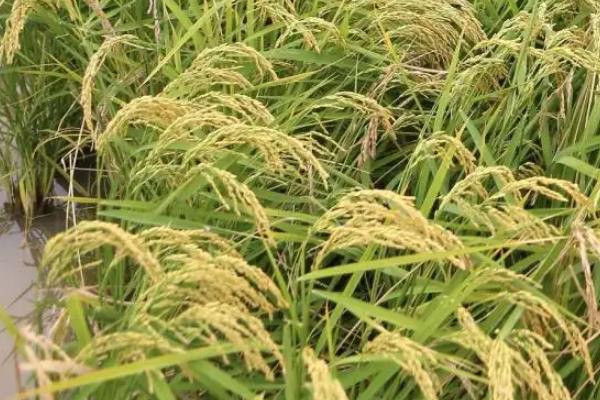 留香优贡丝香水稻品种简介，全生育期平均134天