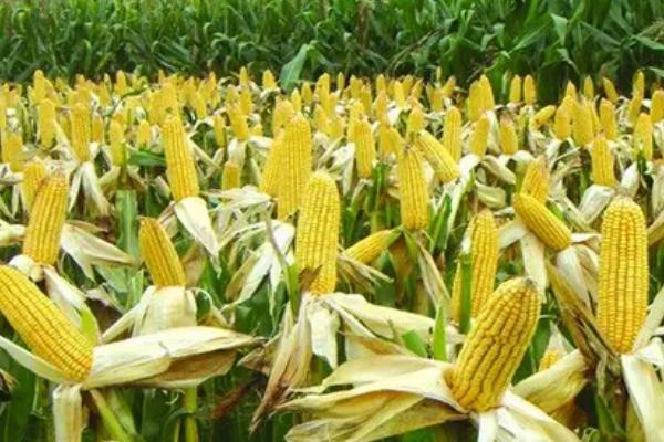 辉煌100玉米品种的特性，3月上中旬播种育苗为宜
