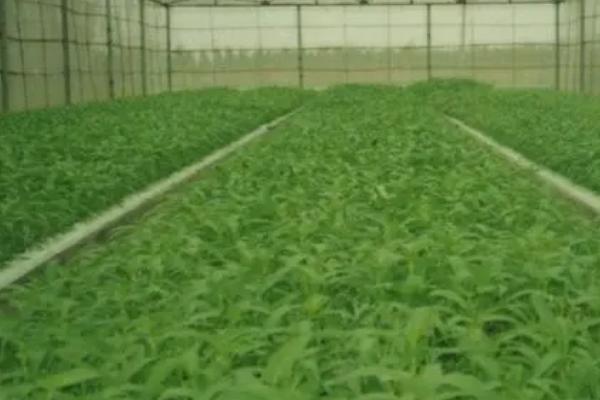 空心菜栽培技术，播种前一定要浸种