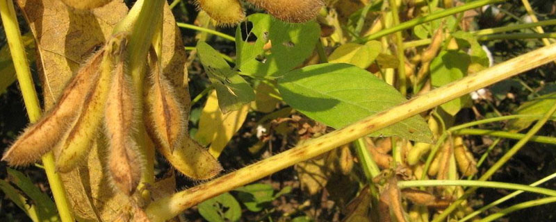 渝蜀鲜3号大豆种子介绍，苗期注意防治杂草和蚜虫