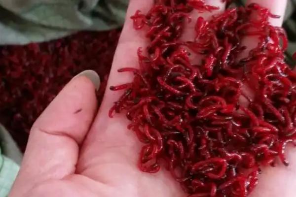 红虫有什么危害，部分红虫会吸食水生植物的汁液、造成植物枯萎死亡