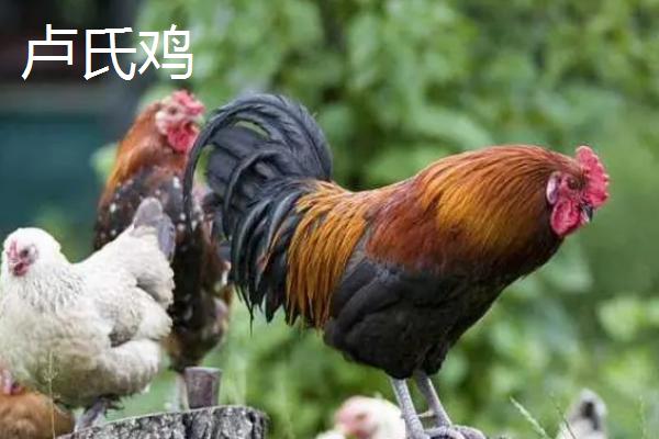 河南省卢氏县的特产，卢氏黑木耳是当地的传统优势品种